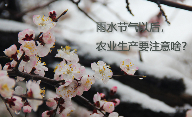 雨水節(jié)氣以后，農(nóng)業(yè)生產(chǎn)要注意啥？