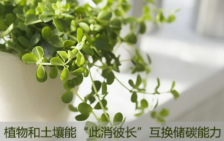 植物和土壤能“此消彼長(zhǎng)”互換儲(chǔ)碳能力