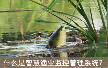 什么是智慧漁業(yè)監(jiān)控管理系統(tǒng)？