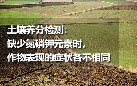 土壤養(yǎng)分檢測：缺少氮磷鉀元素時(shí)，作物表現(xiàn)的癥狀各不相同