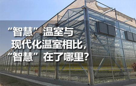 “智慧”溫室與現(xiàn)代化溫室相比，“智慧”在了哪里？