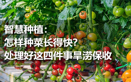 智慧種植：怎樣種菜長得快？處理好這四件事旱澇保收