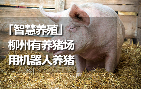 「智慧養(yǎng)殖」柳州有養(yǎng)豬場用機器人養(yǎng)豬