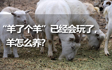 “羊了個羊”已經(jīng)會玩了，羊怎么養(yǎng)？