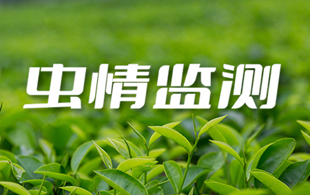 熱銷(xiāo)產(chǎn)品推薦丨農(nóng)林業(yè)專(zhuān)用智能蟲(chóng)情測(cè)報(bào)儀